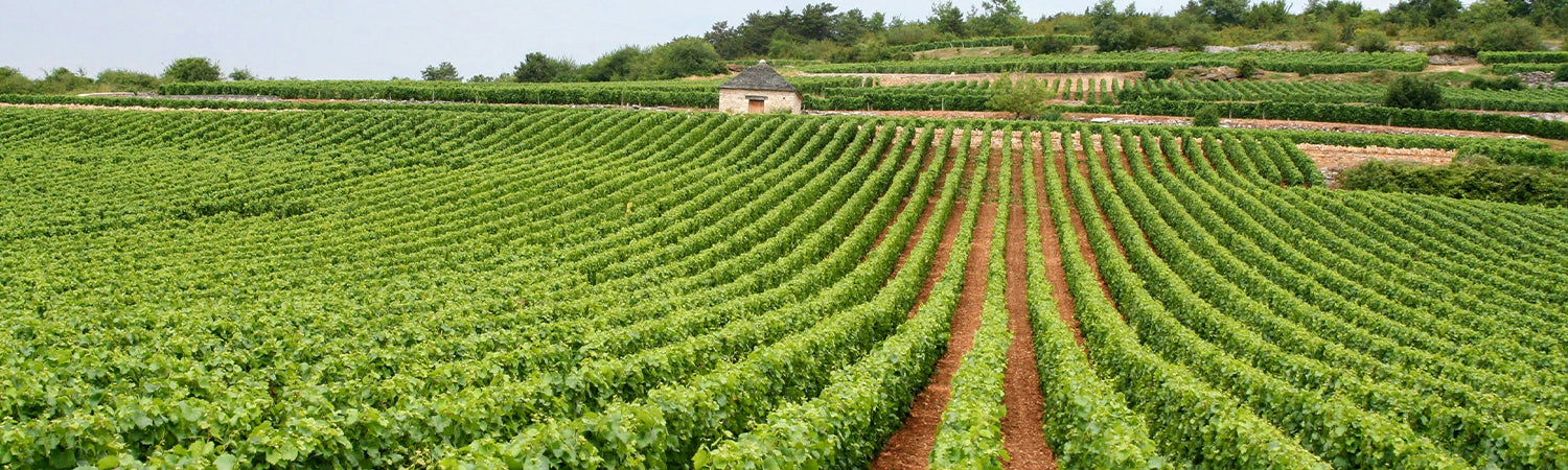 Bourgogne vinmarker, Chardonnay, fransk vinproduktion - Grønne vinmarker i Bourgogne med små stenhuse og jordstier mellem rækkerne af vinstokke.