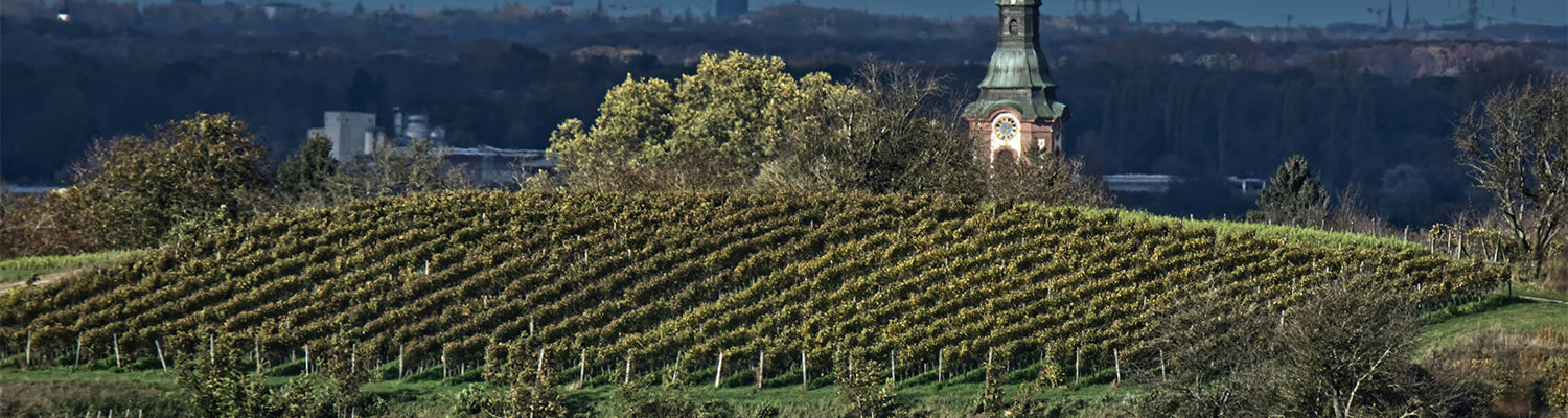 vinmarker i Bourgogne, fransk vin, franske vinregioner - Udsigt over vinmarker i Bourgogne med kirketårn i baggrunden en efterårsdag i Frankrig.